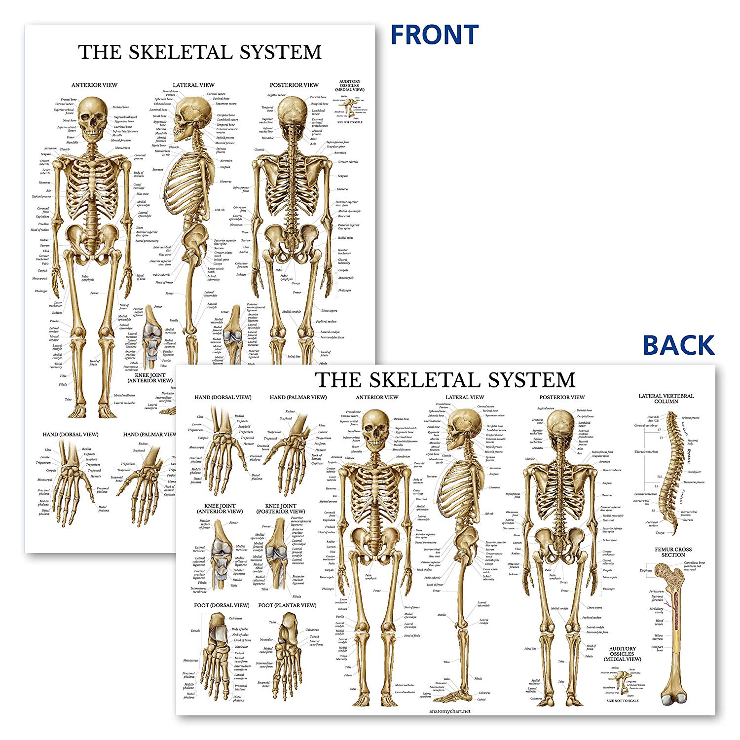 Skeletal Chart Medical Massage Practitioners Of America